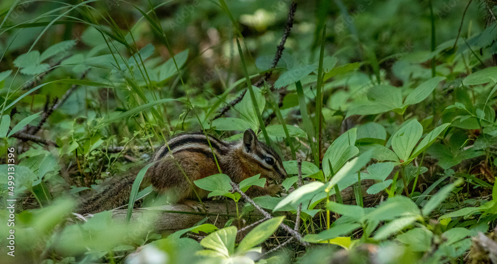 Chipmunk forages in the woods Yoho National Park British Columbia Canada