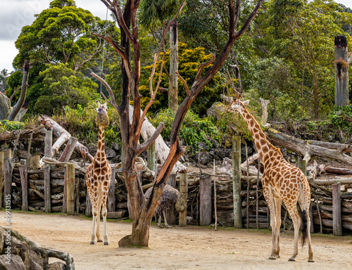 Giraffes grabbing a quick snack. Auckland Zoo, Auckland, New Zealand