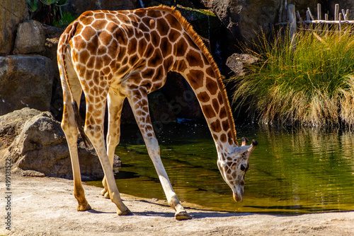 Giraffe grabbing a drink at the watering hole. Auckland Zoo, Auckland, New Zealand