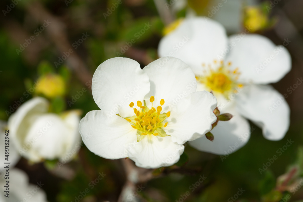 Beautiful blooming cinquefoil in sunny April Beautiful blooming cinquefoil in sunny April