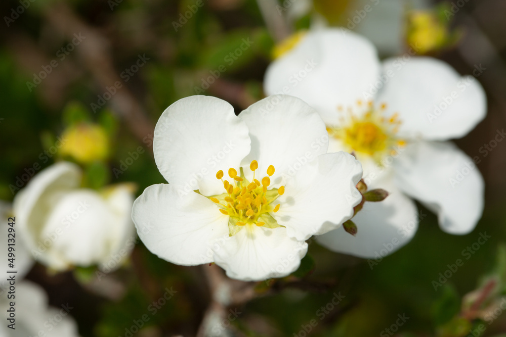 Beautiful blooming cinquefoil in sunny April