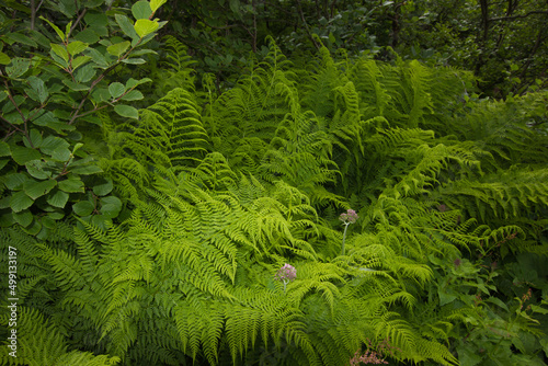 Fern in a forest in the mountains