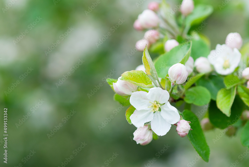 White apple blossoms in springtime garden against blurred soft background.