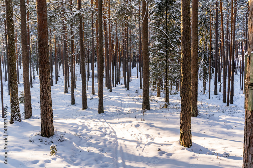 Sunny Winter Day in Pine Tree Forest, Abstract Background Sunny Winter Day in Pine Tree Forest, Abstract Background