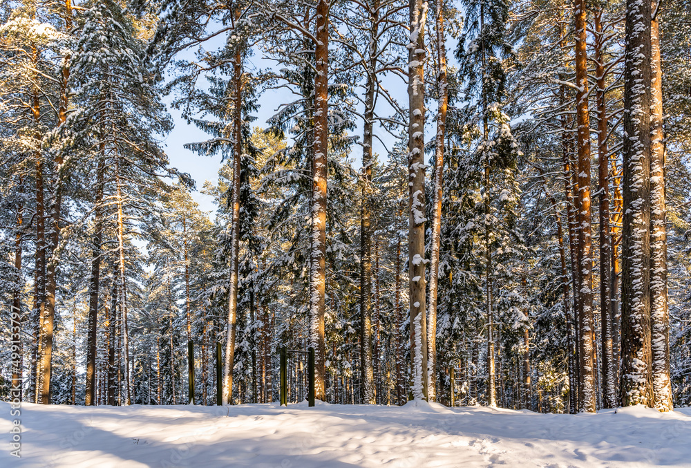 Fototapeta premium Sunny Winter Day in Pine Tree Forest, Abstract Background