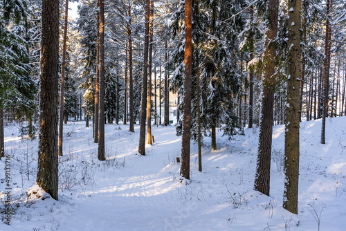Sunny Winter Day in Pine Tree Forest, Abstract Background