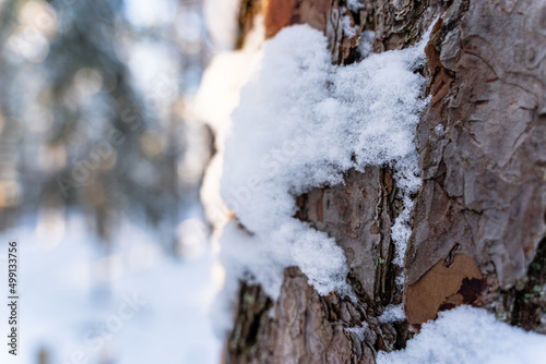 Closeup of Pine Bark in Forest in Sunny Winter, Abstract Background