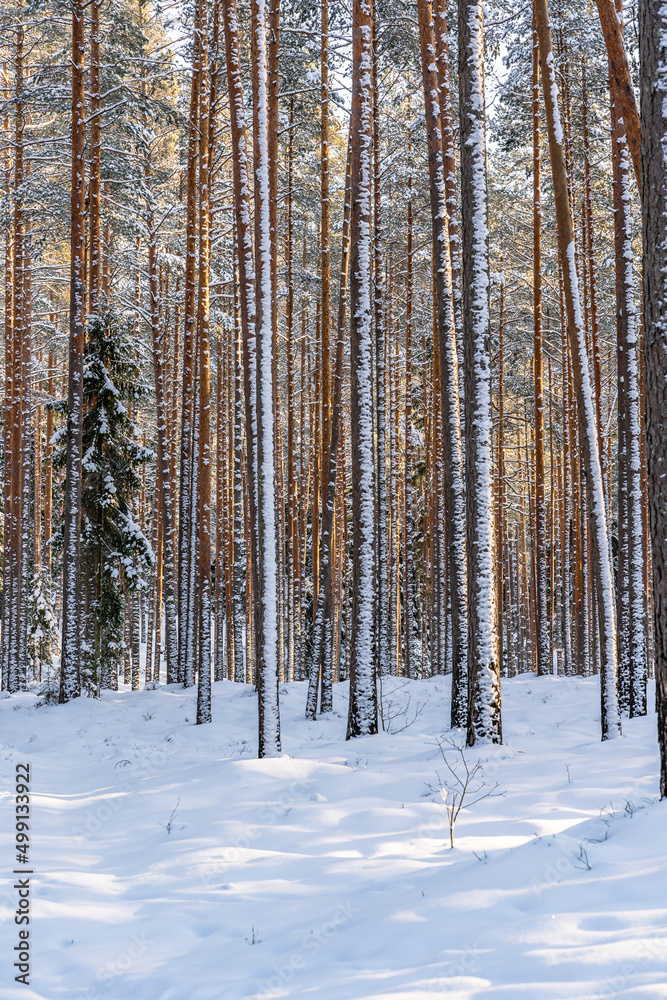 Fototapeta premium Sunny Winter Day in Pine Tree Forest, Abstract Background