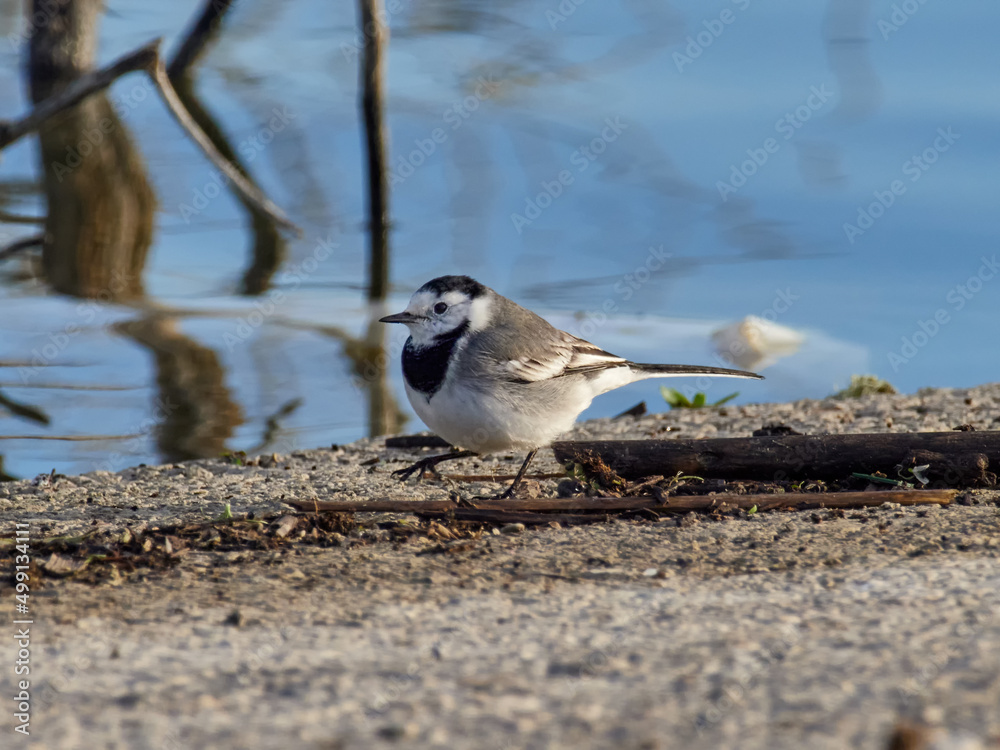 White wagtail, Motacilla alba, Bellus reservoir, Spain White wagtail, Motacilla alba, Bellus reservoir, Spain