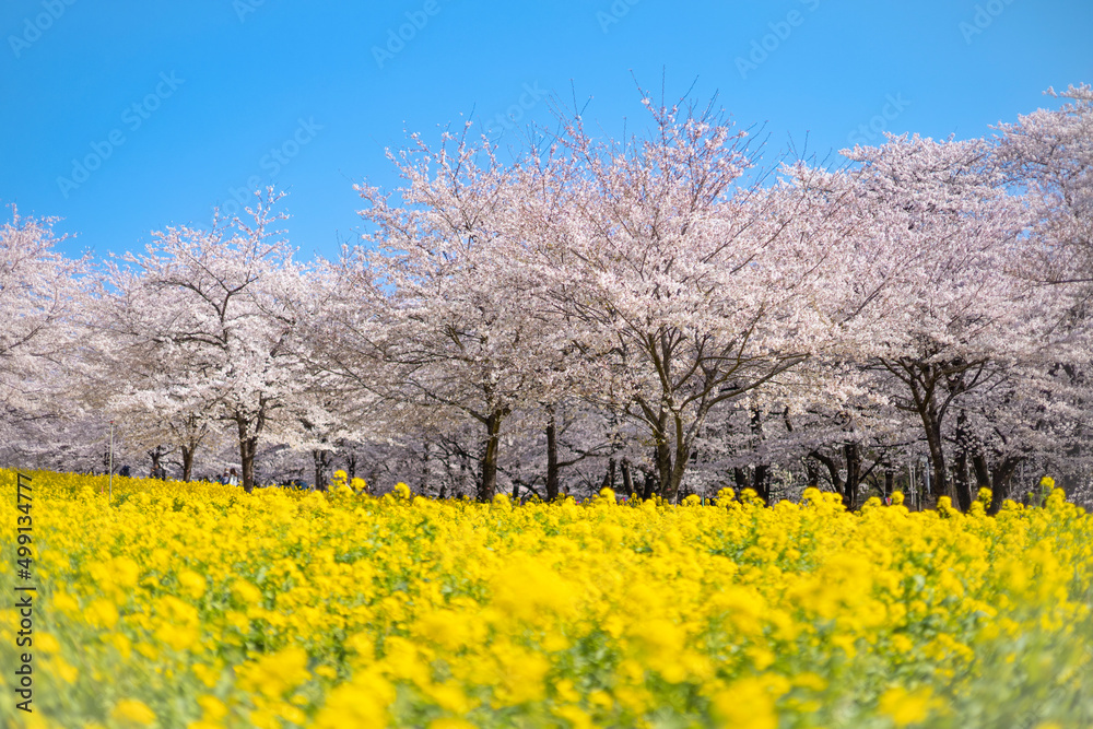 桜と菜の花と青空と