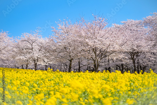 桜と菜の花と青空と © tuo
