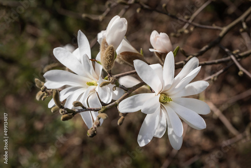 biała kwitnąca magnolia gwiazdowa w wiosennym ogrodzie