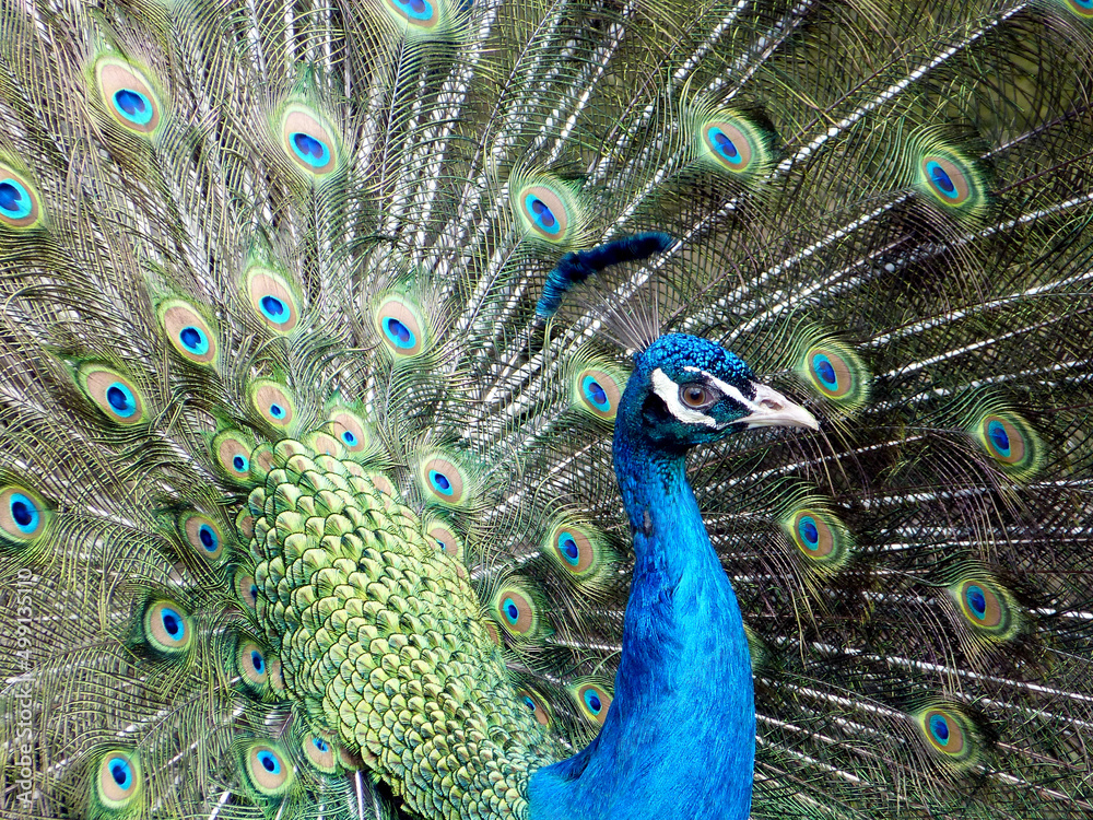 Obraz premium Peacock with feathers