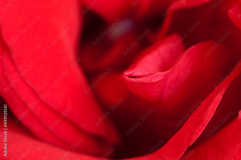 Rose flower fragment, macro shot Rose flower fragment, macro shot