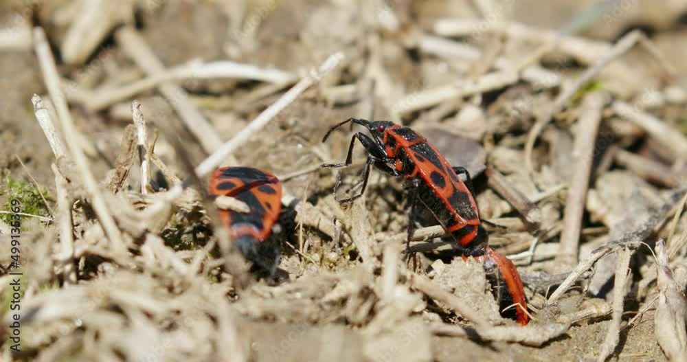 Pyrrhocoris apterus on the ground Pyrrhocoris apterus on the ground