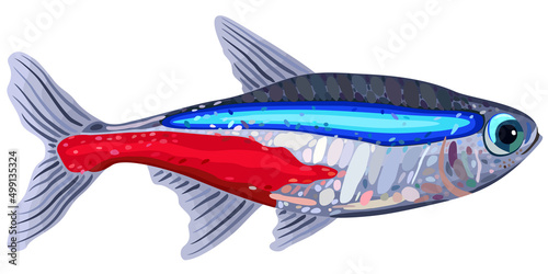 Vector bright illustration of neon tetra fish isolated on white background.