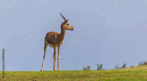 Arabian Gazelle grazing on Saadiyat Island in Abu Dhabi