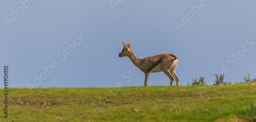 Arabian Gazelle grazing on Saadiyat Island in Abu Dhabi