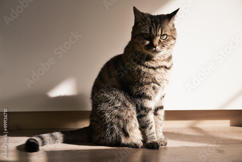 Domestic tabby grey cat sits on the wooden floor indoors in morning sun rays. Pet indoors.
