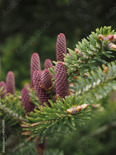 Korea fir, Abies koreana, pollinating female cones, seasonal nature background