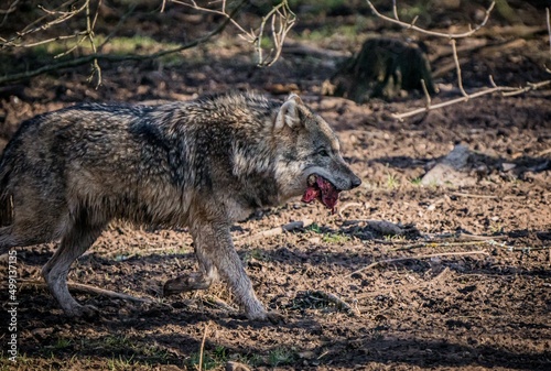 wild wolf in the forest that caught himself some meat. 