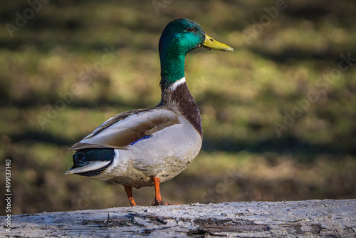 Wild duck with a green head sitting on a tree