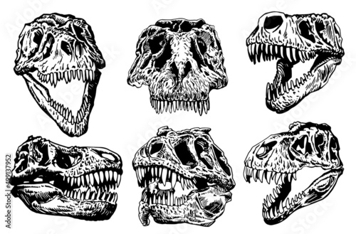 Graphical set of skulls of tyrannosaurus isolated on white background,paleontological elements 