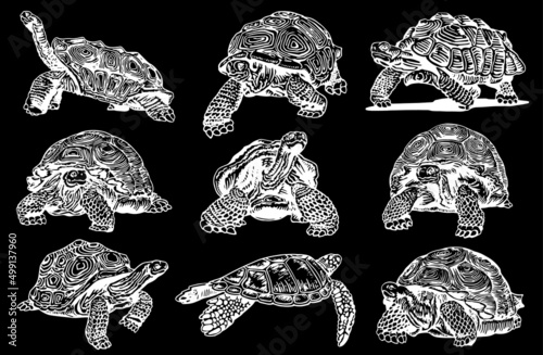Graphical set of tortoises isolated on black background,vector engraved illustration ,elements for design