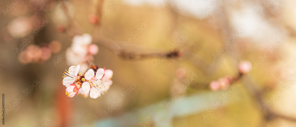 Naklejka premium Background of Spring flowering. Spring, bloom