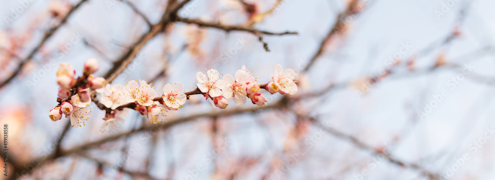 Background of Spring flowering. Spring, bloom Background of Spring flowering. Spring, bloom