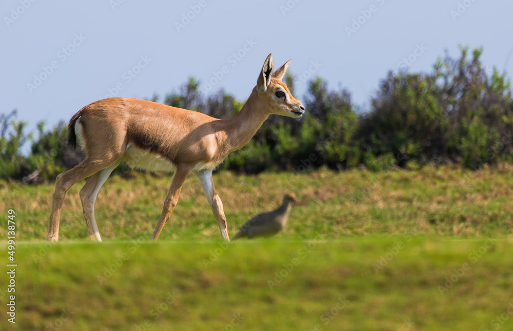 Arabian Gazelle grazing on Saadiyat Island in Abu Dhabi Arabian Gazelle grazing on Saadiyat Island in Abu Dhabi