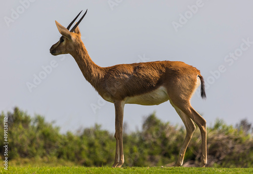 Photography Arabian Gazelle grazing on Saadiyat Island in Abu Dhabi