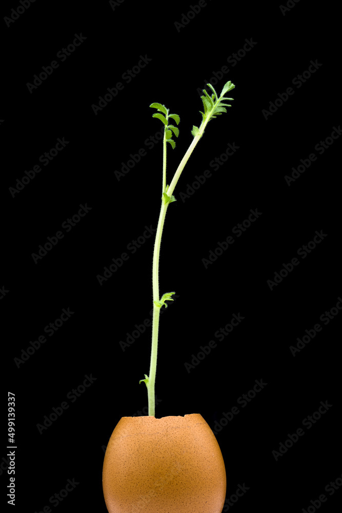 Chickpea seedling in an eggshell Chickpea seedling in an eggshell