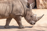Beautiful male of grey rhinoceros or rhino walking in a zoo or national park, close up