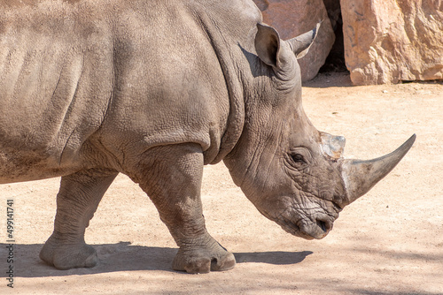 Beautiful male of grey rhinoceros or rhino walking in a zoo or national park, close up