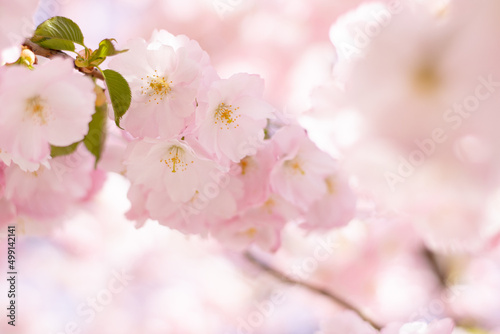 In spring, the cherry blossoms are in full bloom