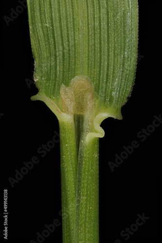 Common Bent (Agrostis capillaris). Ligule Closeup photo