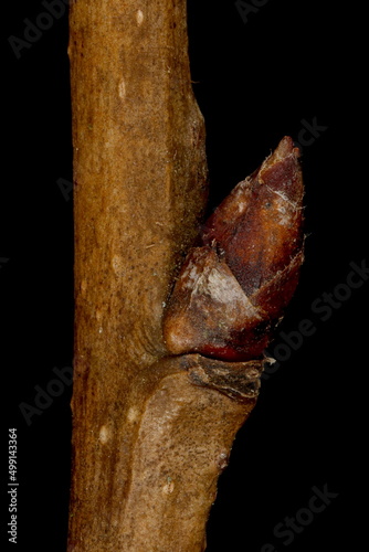 Pear  Pyrus communis . Lateral Bud Closeup