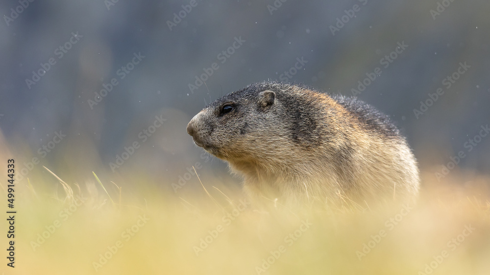 Fototapeta premium Murmeltier