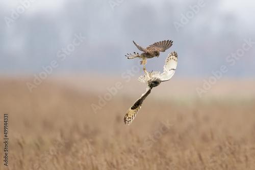 Foto Short-eared owl fighting with common kestrel