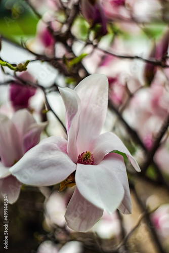 Blooming magnolia tree in spring on pastel bokeh