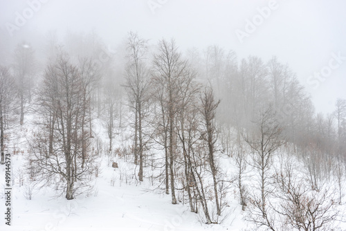 Covered with snow Caucasus mountain