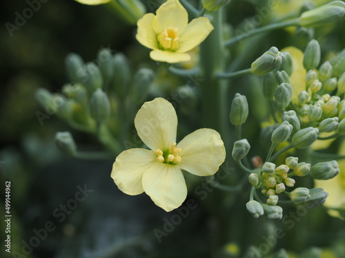 Fototapeta Naklejka Na Ścianę i Meble -  ブロッコリーの花