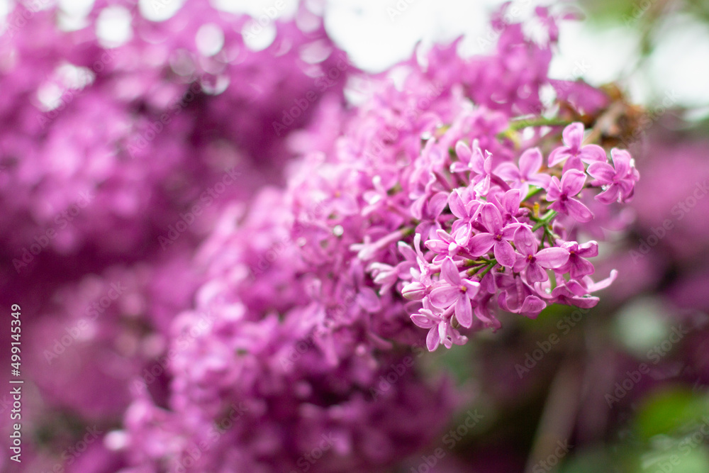 branch of lilac flowers with raindrops on a green background. Spring natural background branch of lilac flowers with raindrops on a green background. Spring natural background