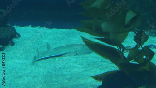 The shovelnose guitarfish, type of rays photo