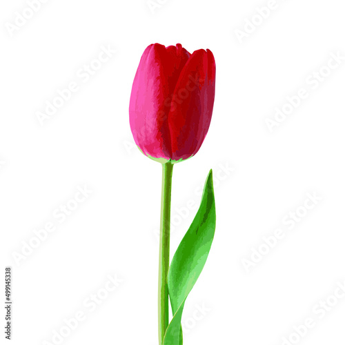 Red tulip vector on white background