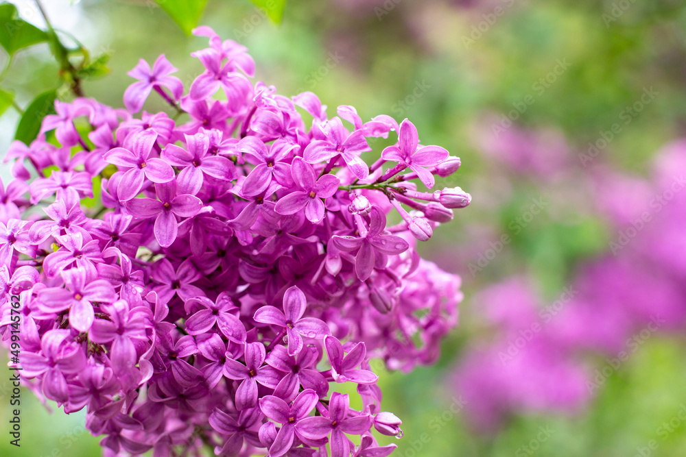 branch of lilac flowers with raindrops on a green background. Spring natural background branch of lilac flowers with raindrops on a green background. Spring natural background