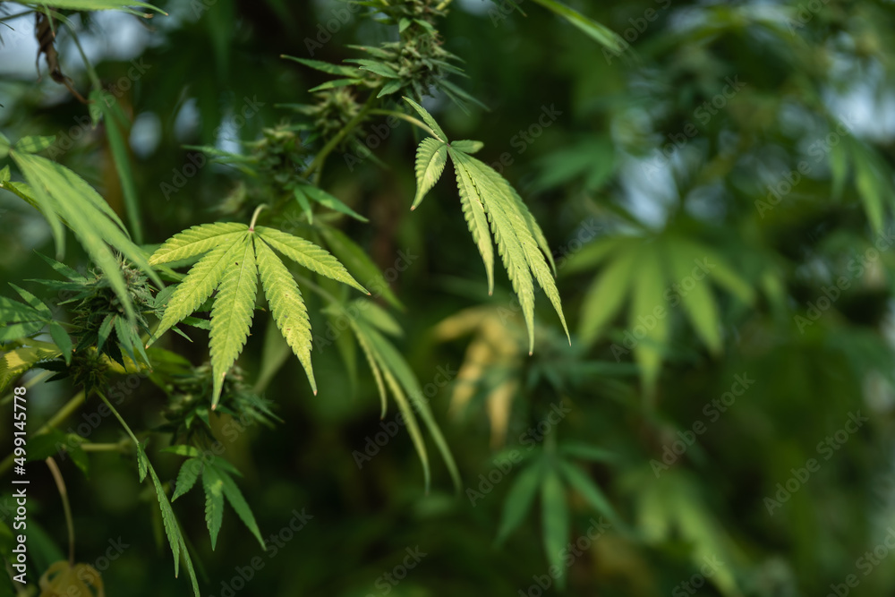 Marijuana or cannabis plants in the greenhouse Marijuana or cannabis plants in the greenhouse