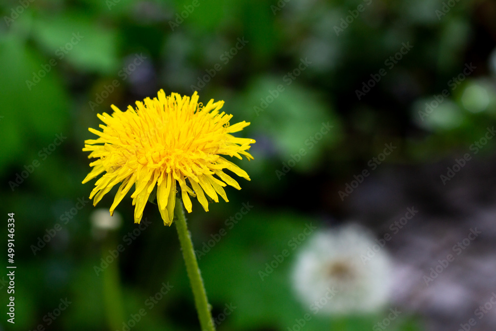 One yellow dandelion blooming in park on green natural background One yellow dandelion blooming in park on green natural background