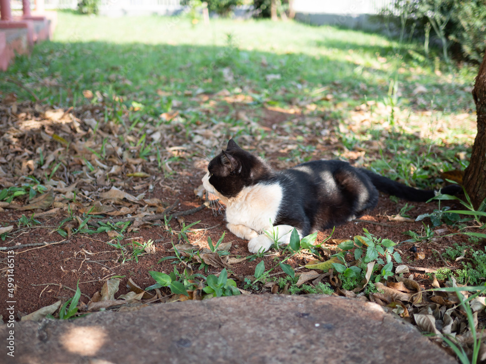 Fototapeta premium Cat on the grass at the backyard looking